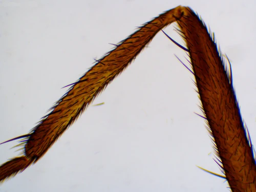 Saxon Animals Biological Micrcoscope Prepared Slides (50pcs) (310005) - Image 3