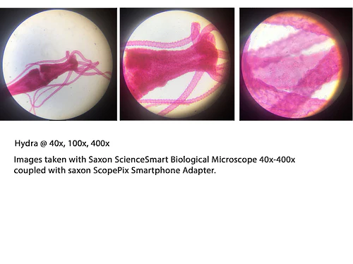 Saxon - Kids - ScienceSmart Biological Microscope 40x-400x - Image 3